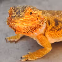 11062b_793f2d7c920542d3940388667d2b4ecb~mv2 11062b_793f2d7c920542d3940388667d2b4ecb~mv2