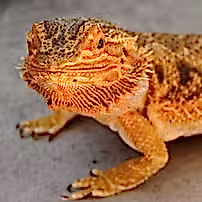 11062b_793f2d7c920542d3940388667d2b4ecb~mv2