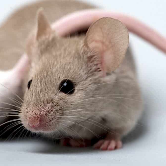 cute-brown-mouse
