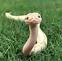 snake